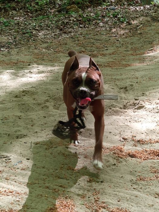 Німецькі боксери