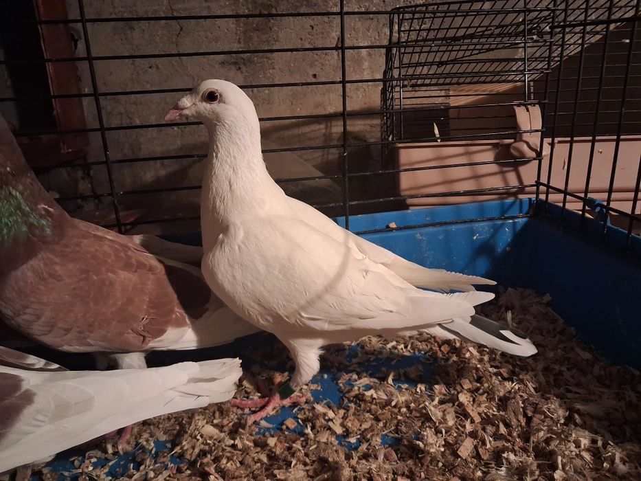 Golebie Pocztowe Samce