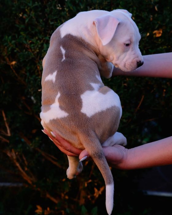 Породнвя девочка в окрасе коровка ...Белая голубо палевыми пятнышками