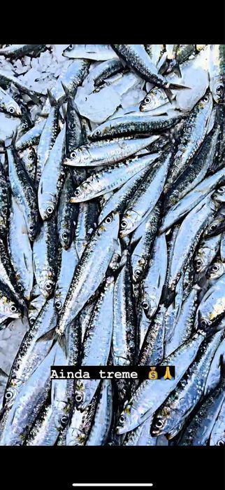 Sardinha Fresca Da Traineira