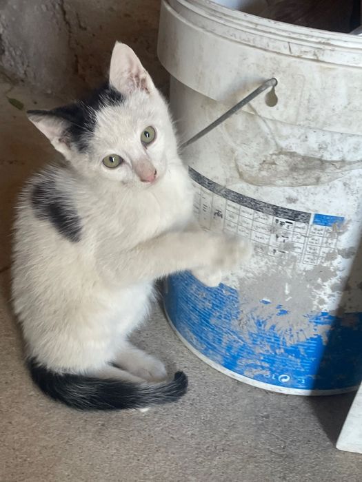 3 gatinhos com 5 meses para adoção