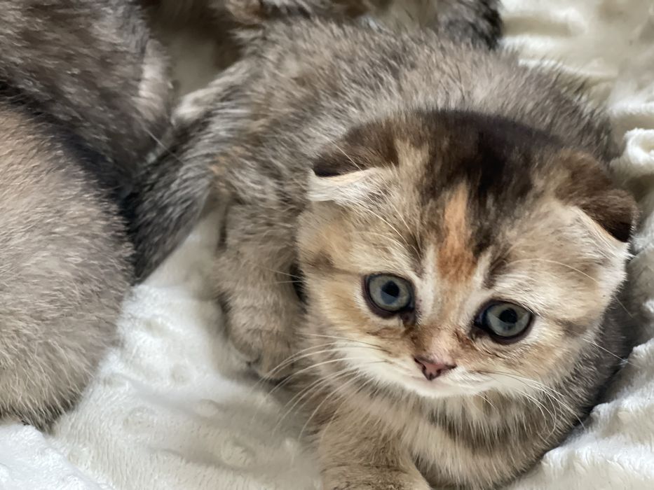 Золота шиншила милі котики