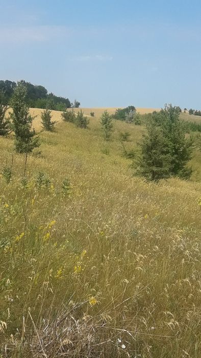 Продаж 5-ти зем. діл-к в с. Виграїв Корсунь-Шевченківськ. району