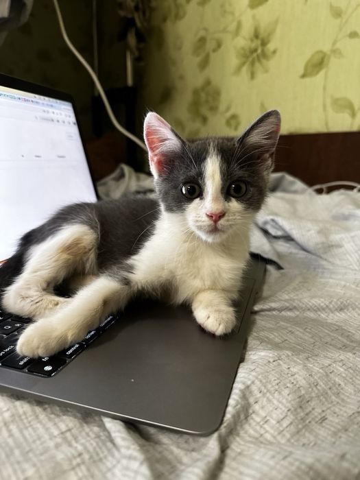 котик кошеня киця кішка безкоштовно
