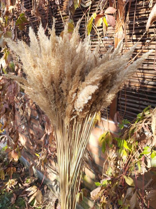 Пшениця,сухоцвіти, лісова трава. Терміново.