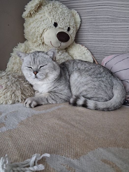 Котик Айко 2 роки