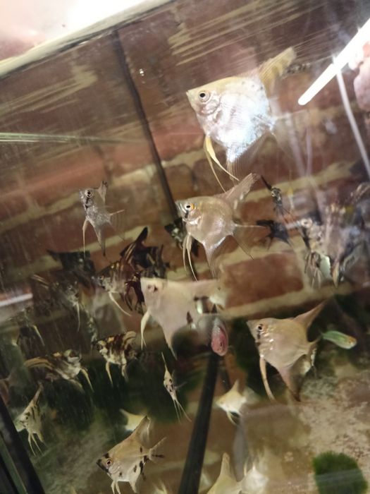 MISIEKZOO Pielęgnice - Skalary 8 odmian Barwnych już od 7 zł