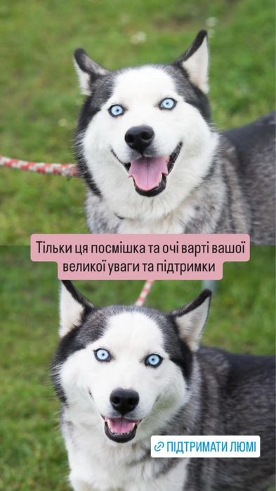 Дівчинка хаскі шукає дім