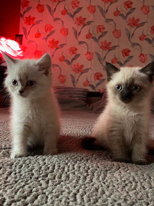 Кому комочки щастя?