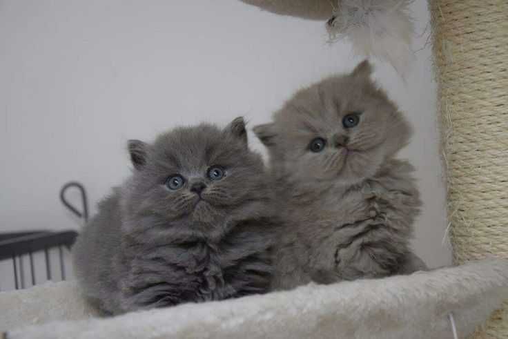 Британські довгошерстні кошенята