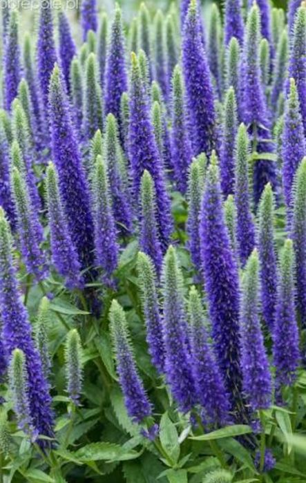 Przetacznik kłosowy