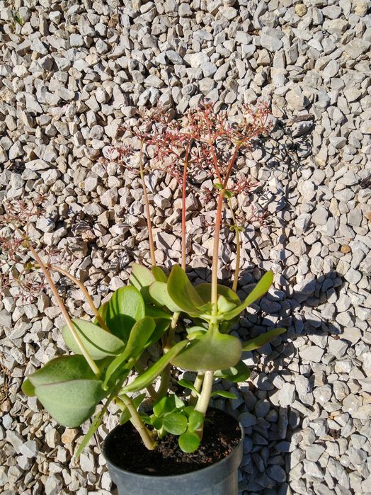 Plantas Crassula multicava