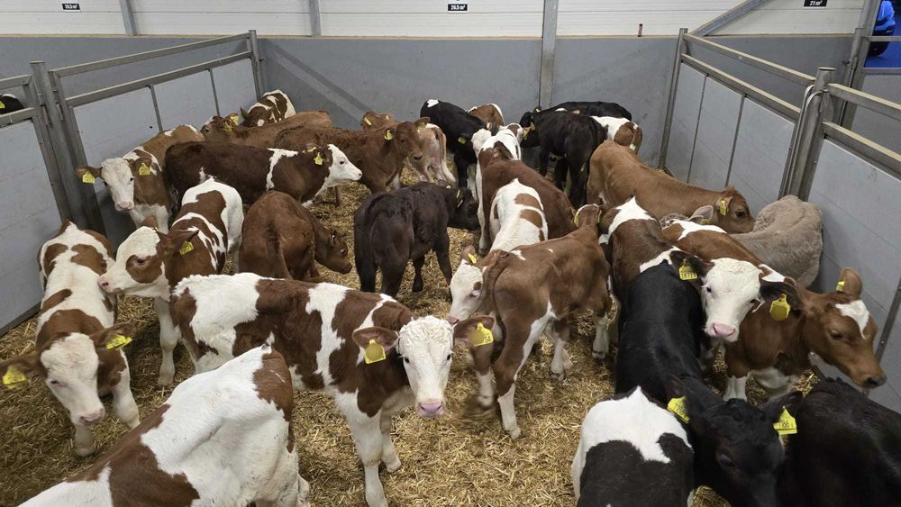 Byczki i jałówki z Polskich Gospodarstw