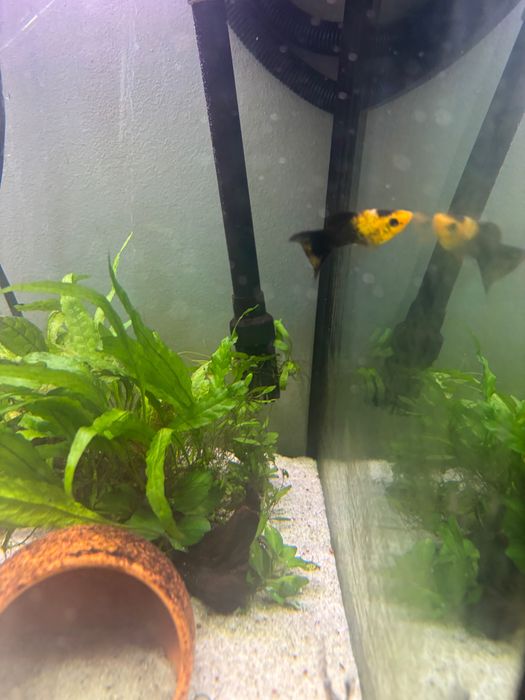 Peixes mollys pretas e amarelas