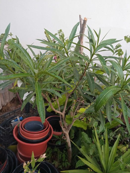 Loendreiros em vaso (oleander)