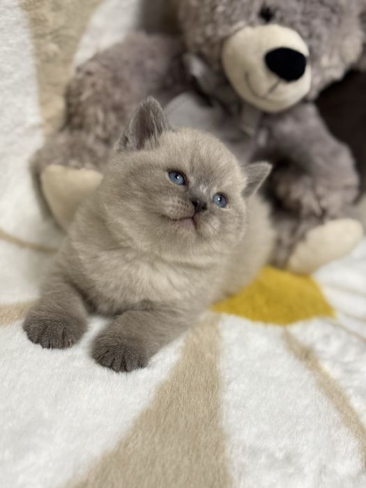 Kocur Brytyjski Point Kot ColorPoint  Kotek