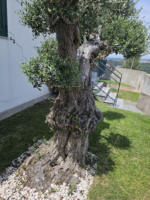 Oliveira centenaria
