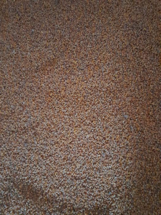 Kukurydza sucha ziarno