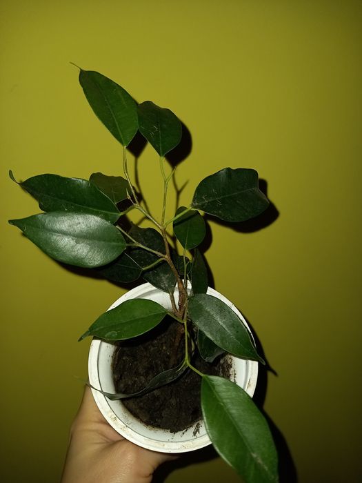 Алоє Фікус Бенджаміна  Толстянка Обмін