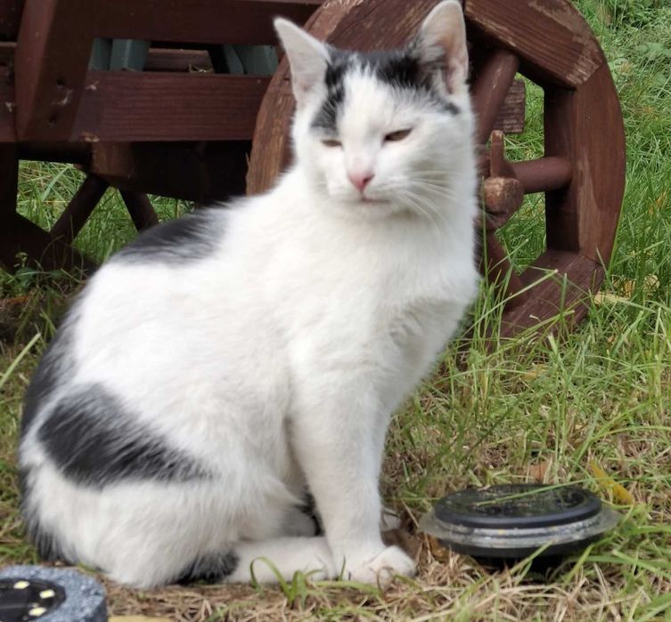 Kociaki do pilnej adopcji