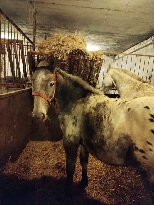 Sprzedam ogierka i dwie klaczki