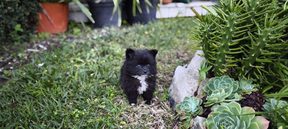Spitz alemão anão Lulu da Pomerânia hiper miniatura criado em ambiente