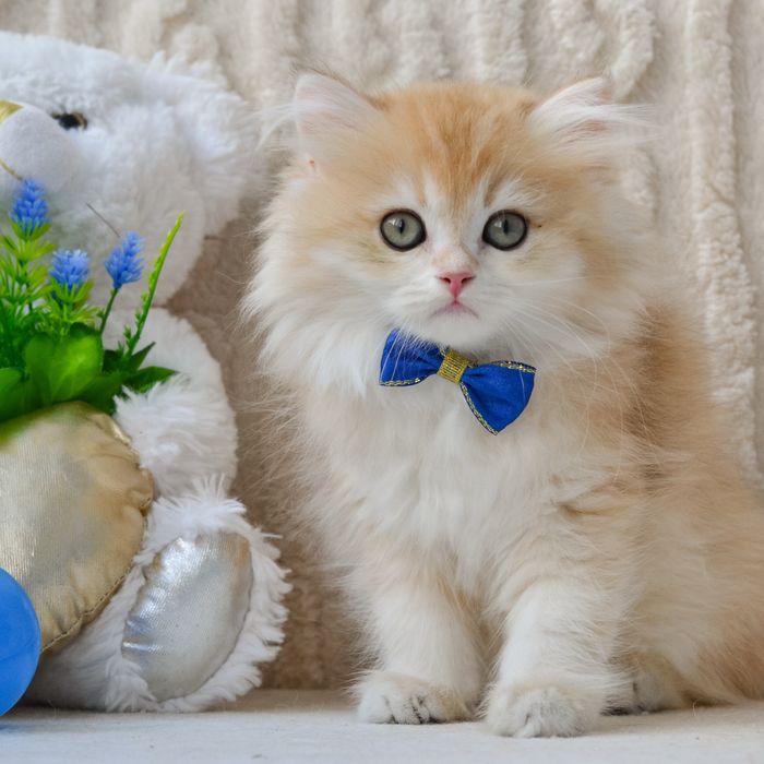 Котик британської породи