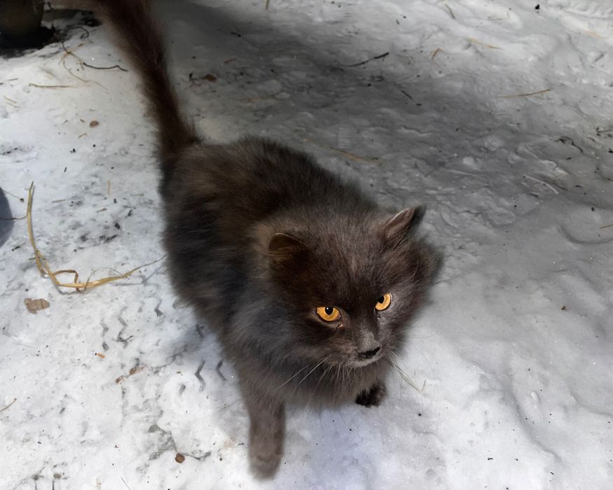 Котик шукає родину, котик на прилаштування, безпритульна тварина