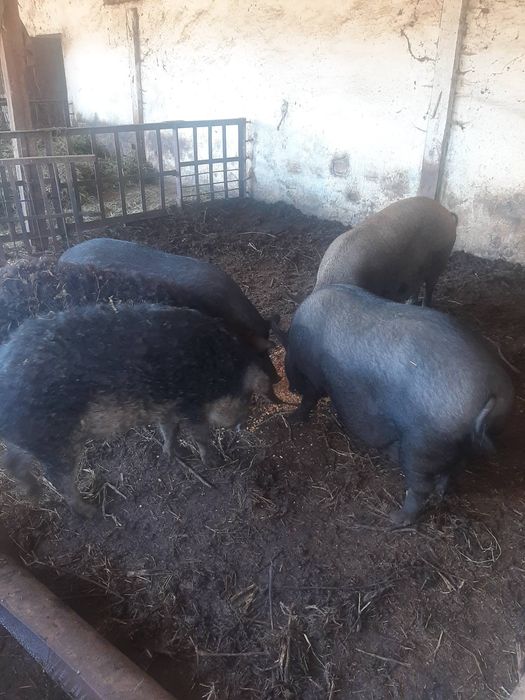 В'єтнамські поросятка