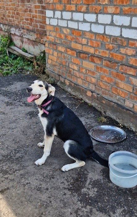 Харьков ! Отдаётся щенок ответственным хозяевам