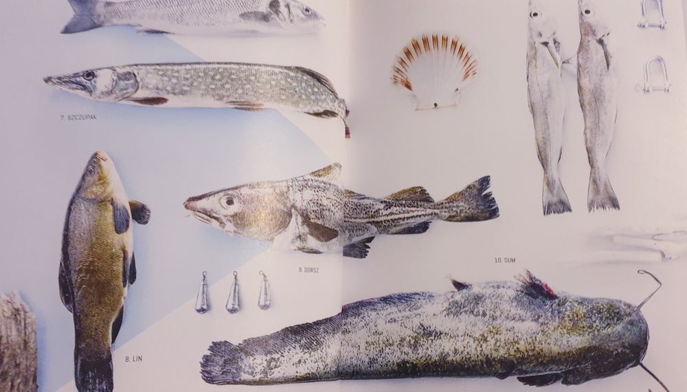 Ryby są super, Okrasa, Wellman