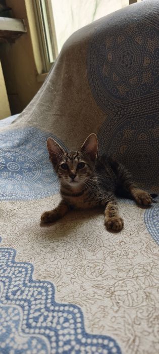 Gatinhos para adoção
