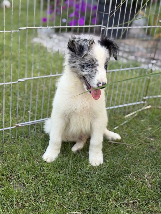Piesek blue merle border collie