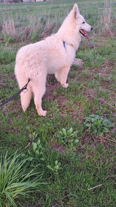 Owczarek Szwajcarski suczka