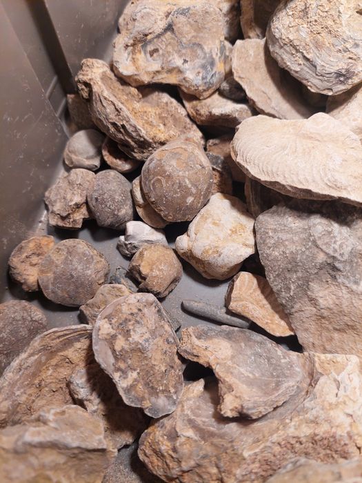 Fósseis-lote 50 peças por limpar e classificar