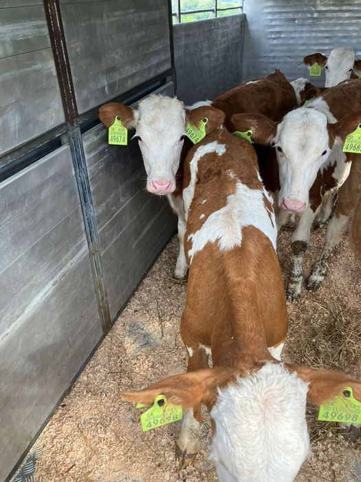 Byczki jalowki simental