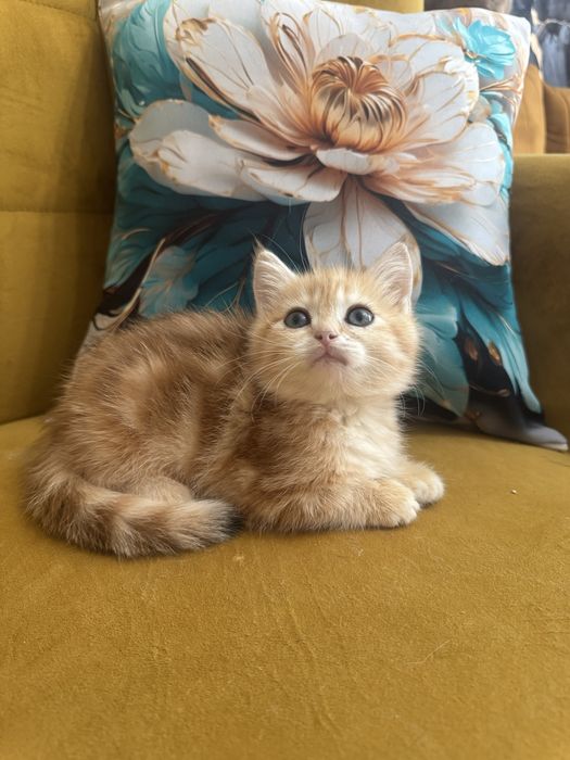 Kocur Brytyjski tabby Fpl