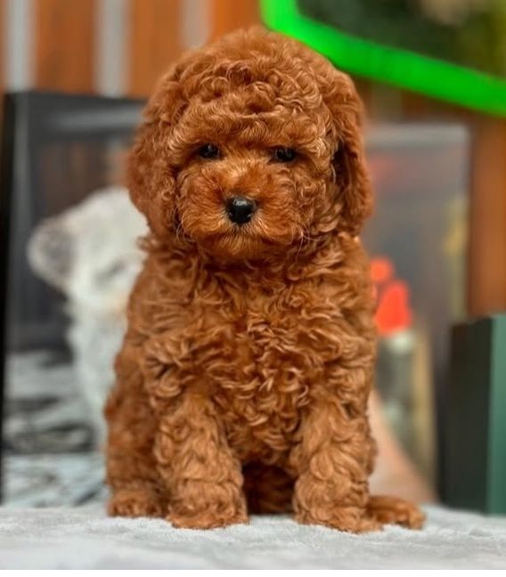 Мілейший Малиш той пудель '