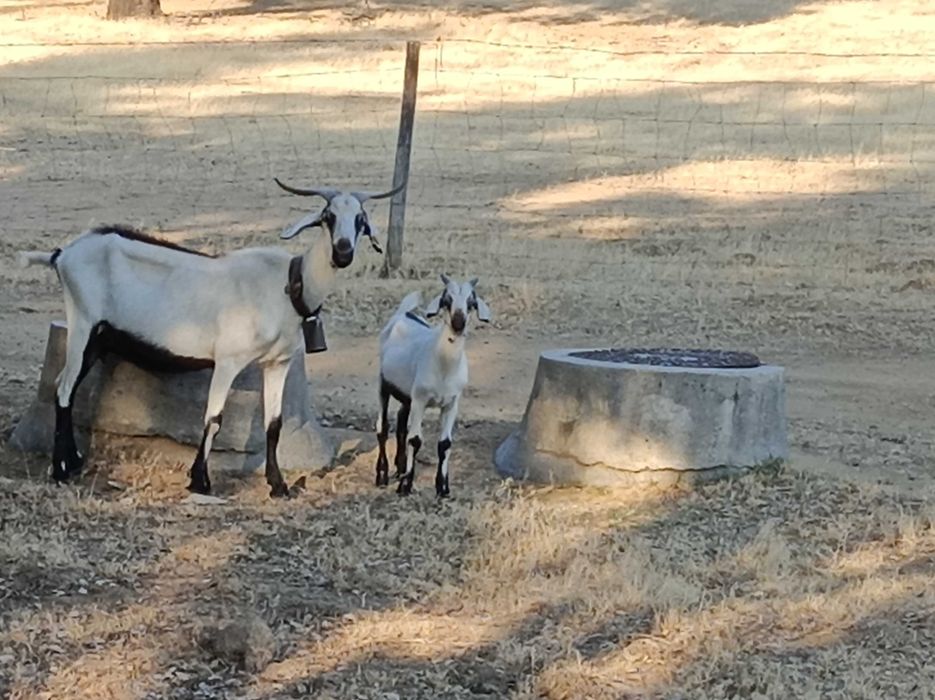 Cabras serpentinas (puras)