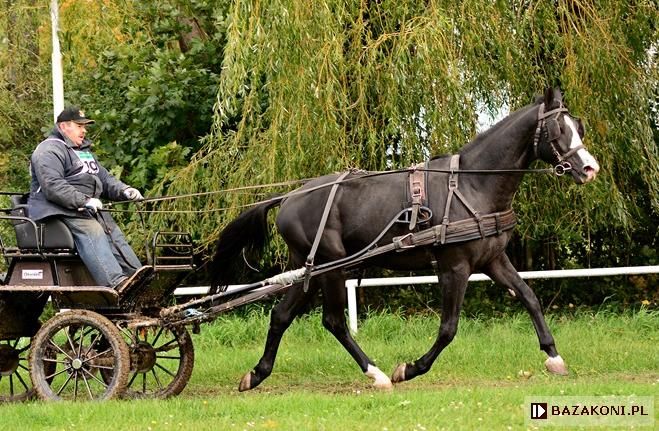 Wysoki dwuletni ogierek