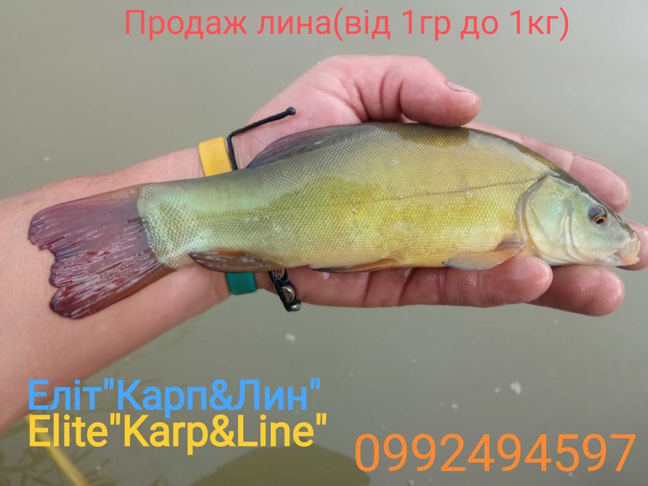 ЛИН малі та великі особини...