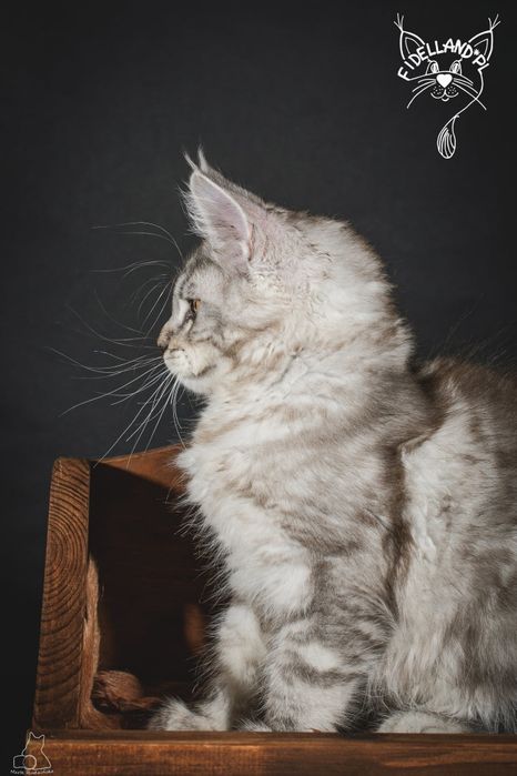 Srebrny maine coon