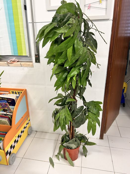 Lote plantas IKEA