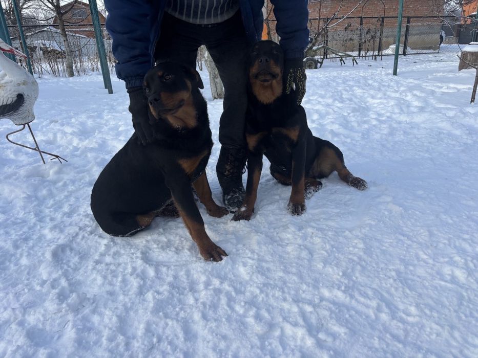 Дівчатка Ротвейлери