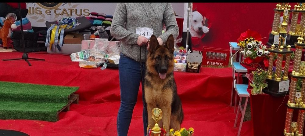 Suczka owczarka niemieckiego krótkowłosego pilne