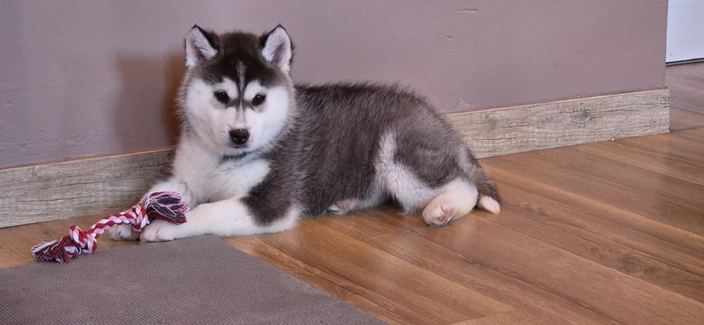 Siberian Husky- wspaniałe maluchy!