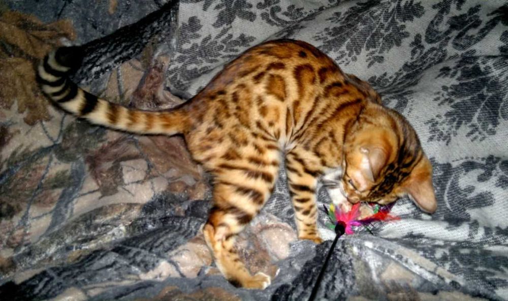 Яскрава бенгальська дівчинка BENn24. Документи WCF