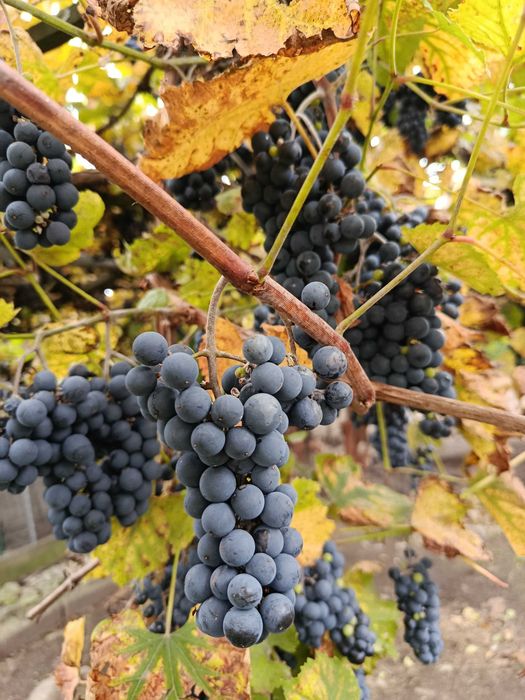 Winogrono ciemne 30 letnie bez oprysku. Dobre na soki i wino.