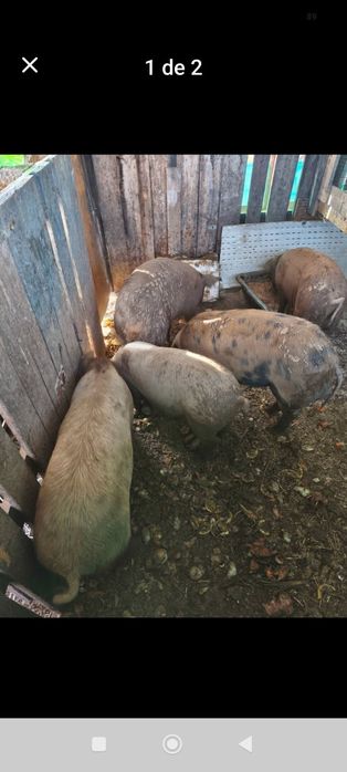 Porcos com 6meses