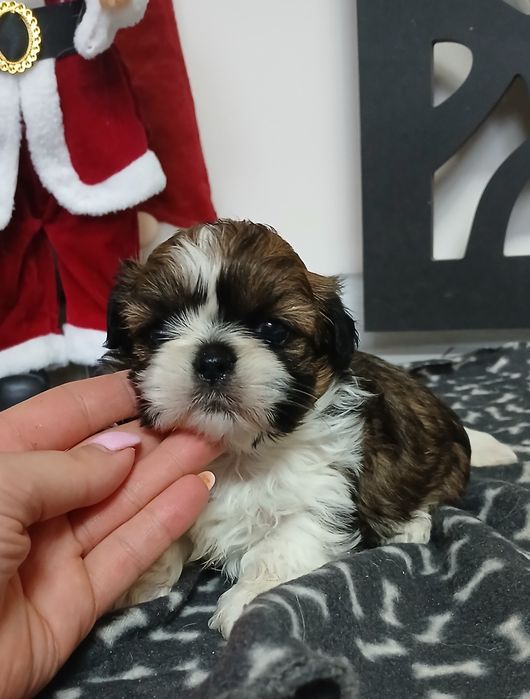 Dziewczynka Shih-tzu z Rodowodem